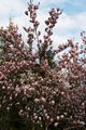 Magnolia soulangeana Speciosa Magnolia pośrednia